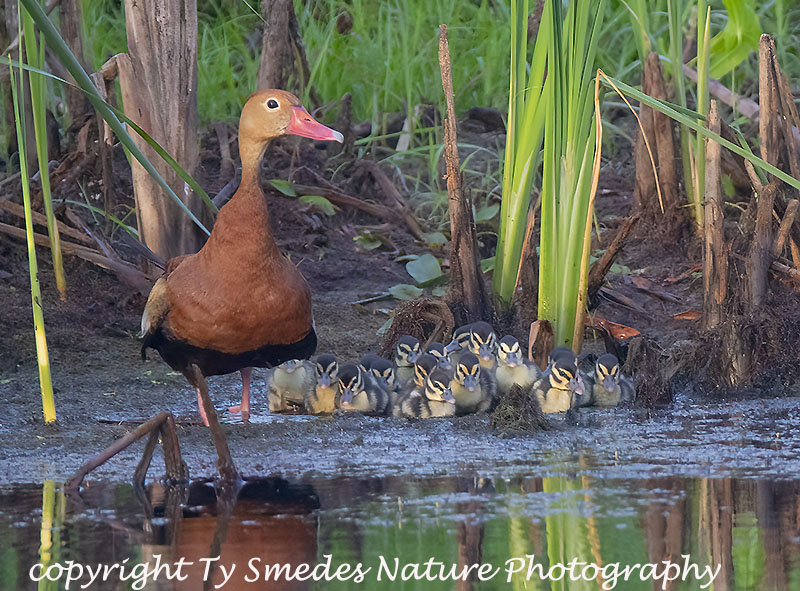 Black-bellied Whistling Duck Brood