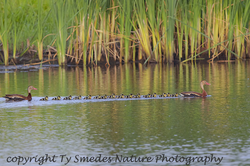 Black-bellied Whistling Duck brood
