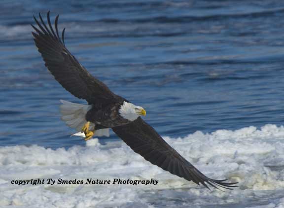 Bald Eagle with Gizzard Shad