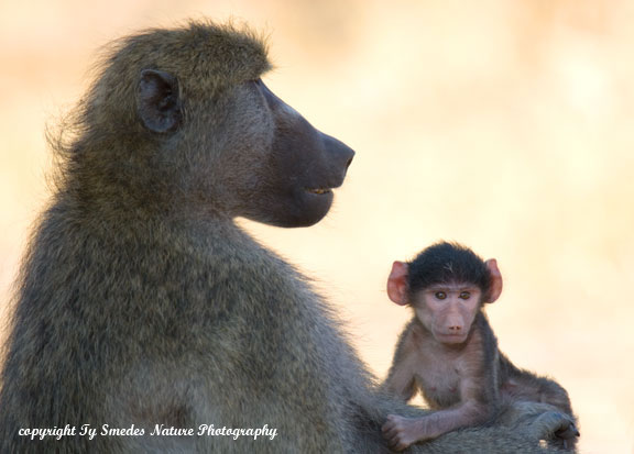 Olive Baboon mother and youngster, Okavango Delta, Botswana
