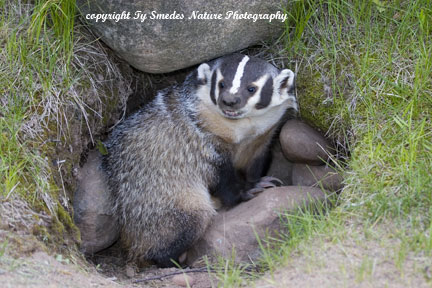 Badger at den