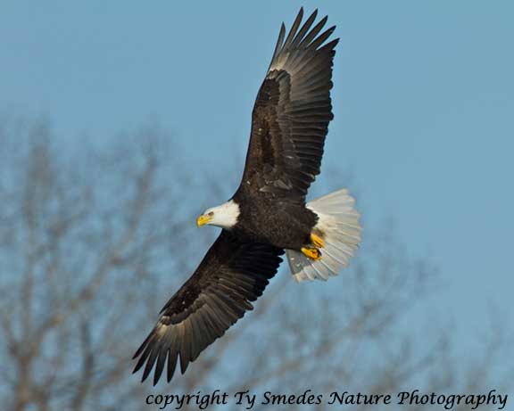 Bald Eagle soaring over the Des Moines River