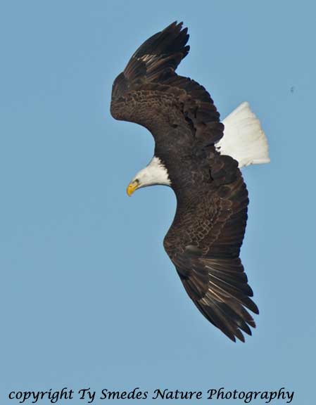 Bald Eagle diving above the Des Moines River