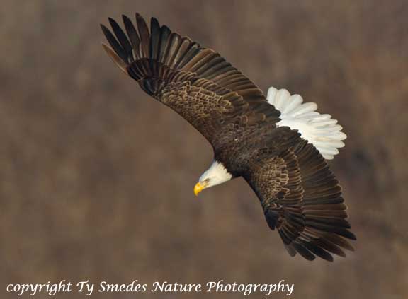 Bald Eagle diving for fish along the Des Moines River
