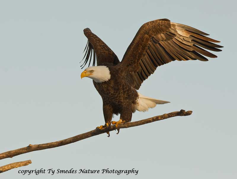 Bald Eagle Landing  - Des Moines River