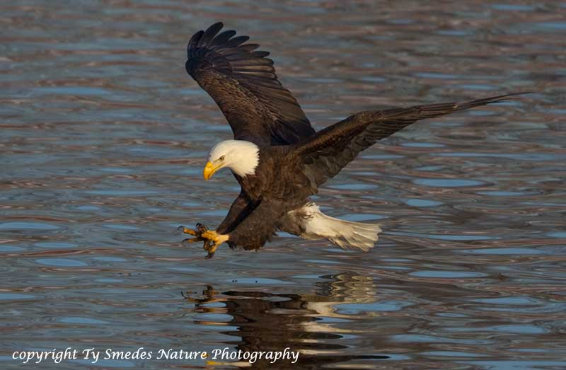 Bald Eagle Catching Fish  - Des Moines River