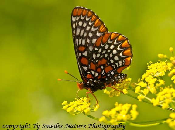 Baltimore Checkerspot at northern Iowa Fen