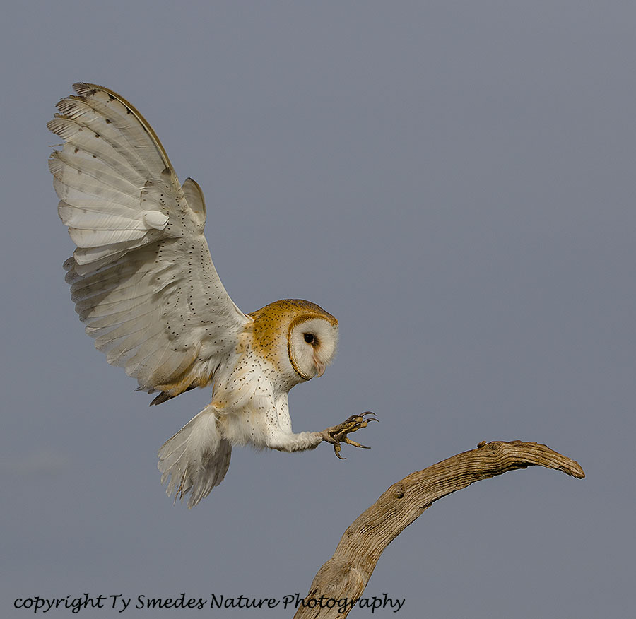 Barn Owl landing on branch