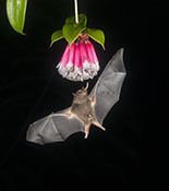 Geofroy's Bat Nectaring at Flower