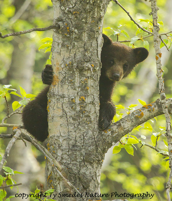 Bear cub in a tree and peeking from behind it<empty>