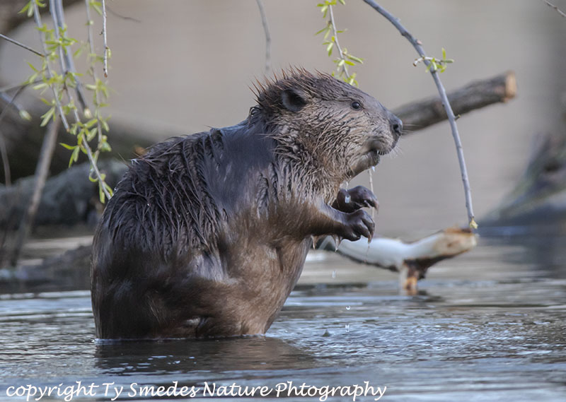 Beaver