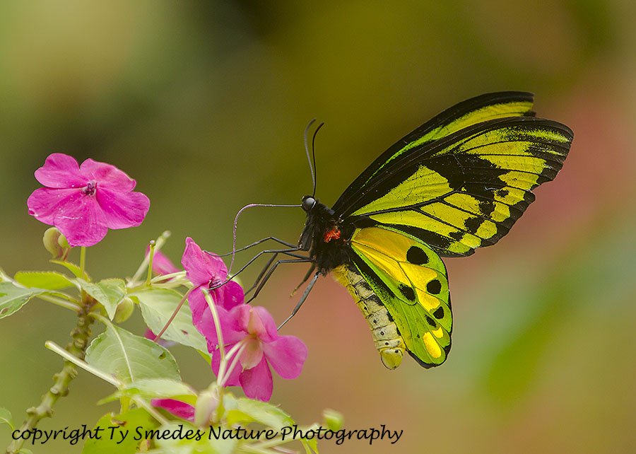 Birdwing Butterfly in West Papua