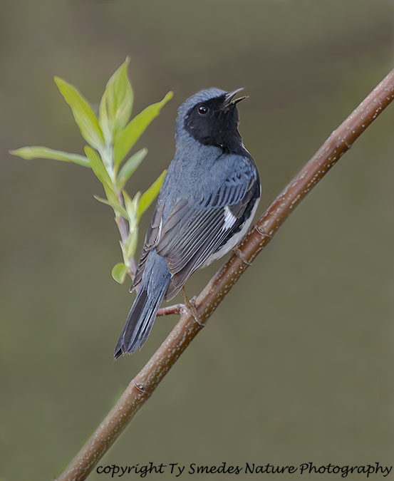 Black-throated Blue Male Singing