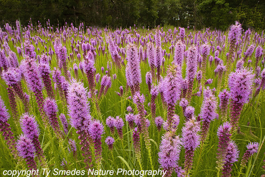 Blazing Star (Liatris) Wildflowers