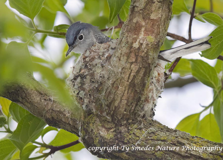 Blue-gray Gnat-catcher on nest