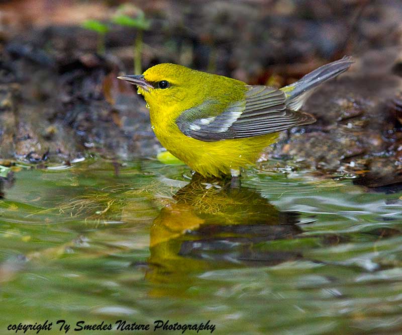Blue-winged Warbler (male)