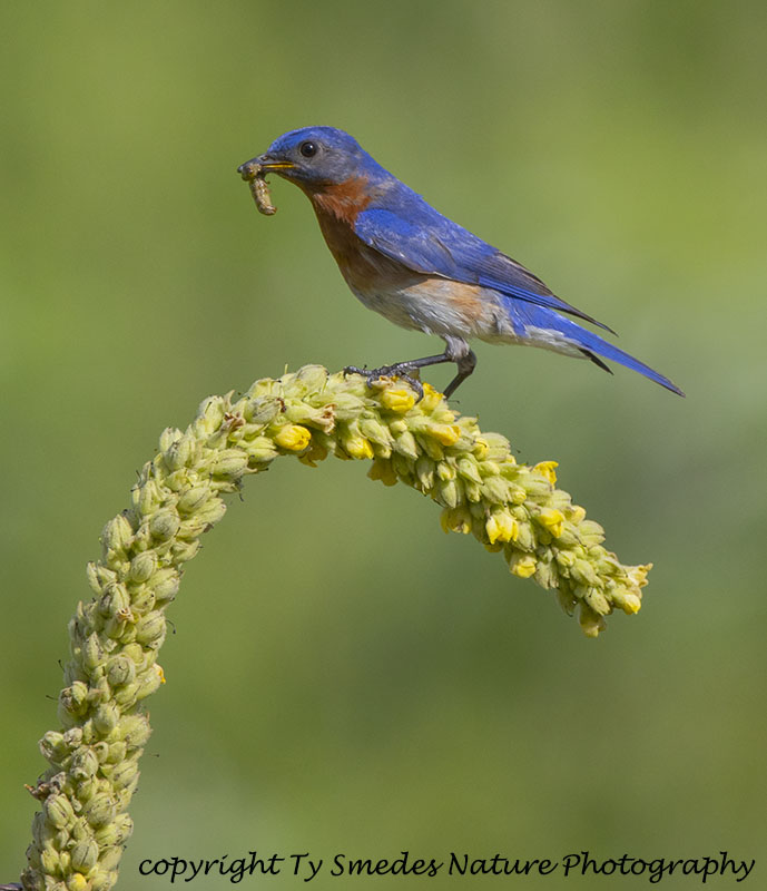 Male Eastern Bluebird with Larvae