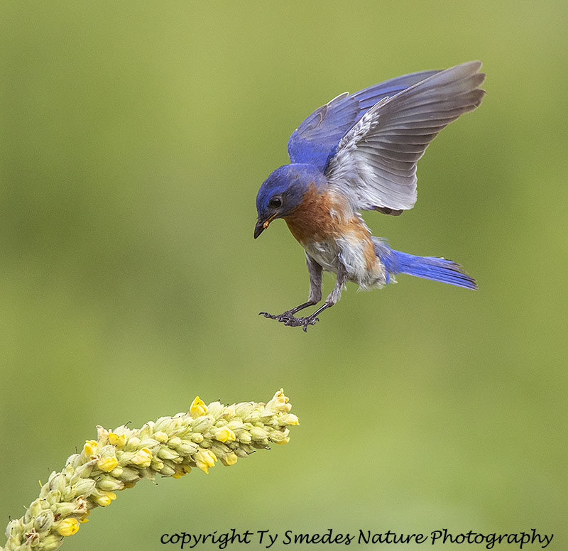 Male Eastern Bluebird Landing on Flowering Mullein
