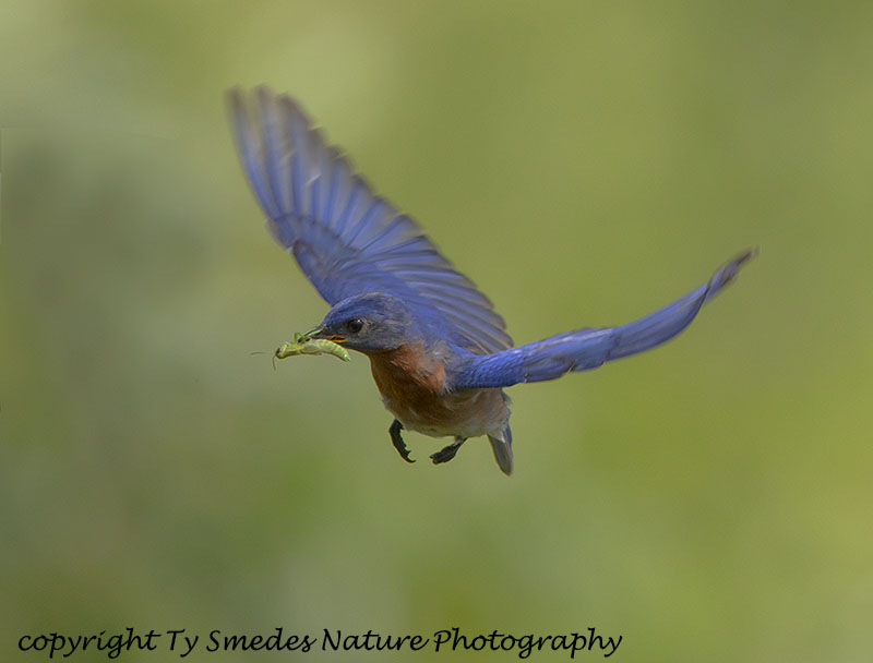 Male Eastern Bluebird Flying with Grashopper