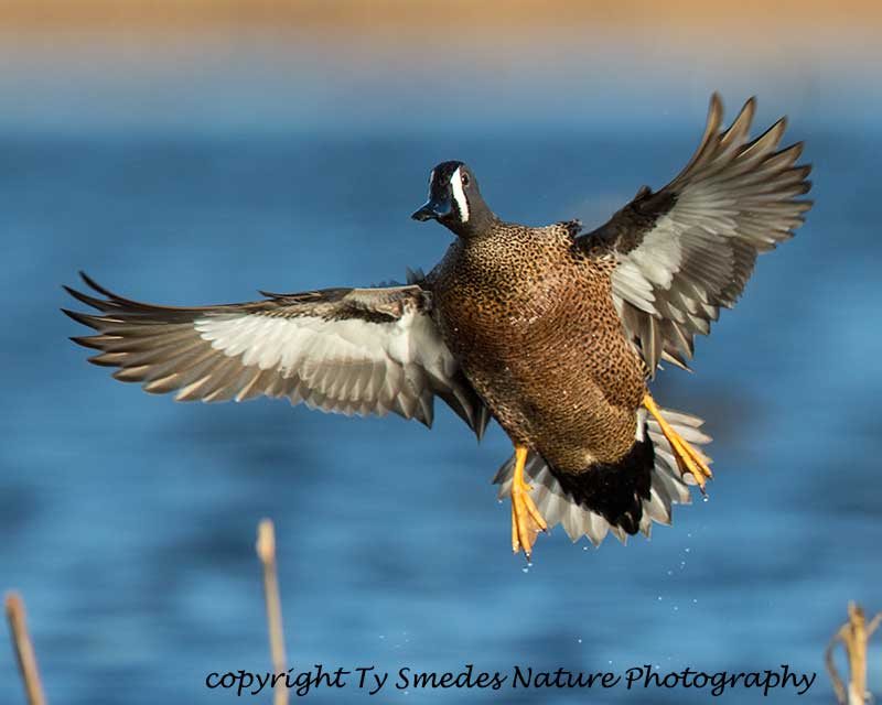 Blue-winged Teal Drake