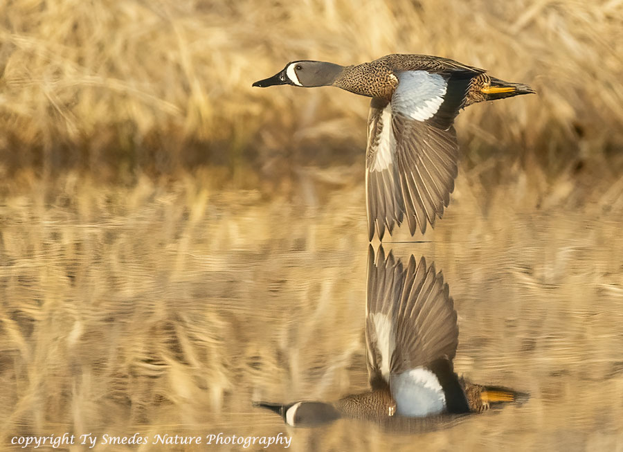 Blue-winged Teal Drake Takeoff