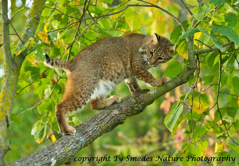 Bobcat in tree