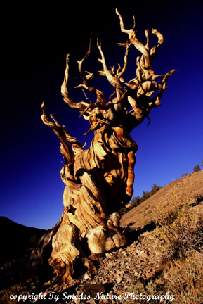 Bristlecone Pine in White Mountains
