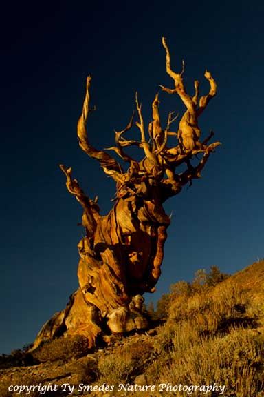 Bristlecone Pine - Eastern Sierras