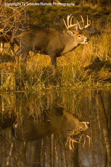12pt Buck Reflection