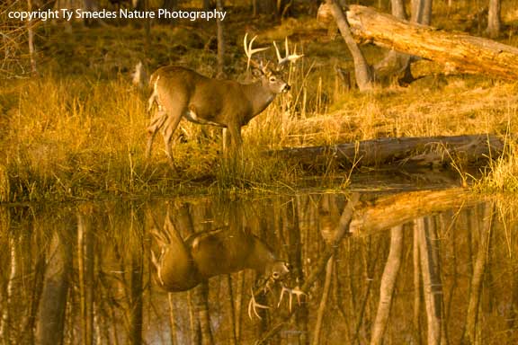 Drop-Tine Buck Reflection