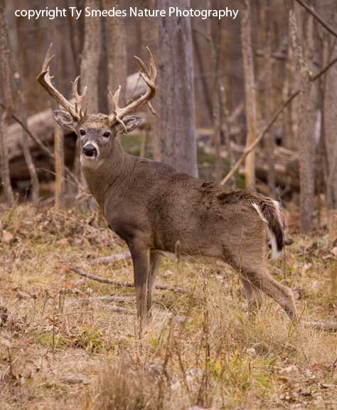20pt Buck