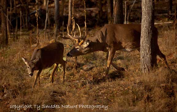 10pt Buck chasing doe during rut