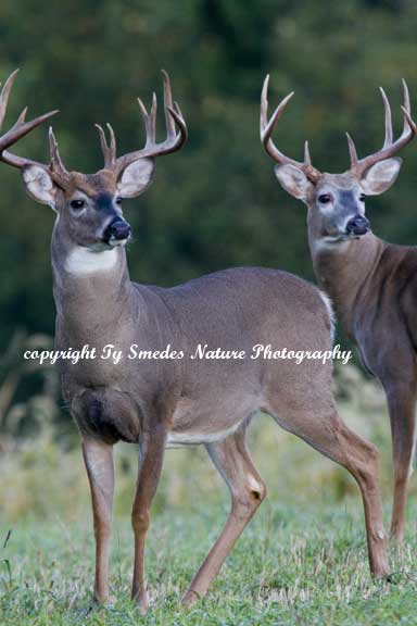 Whitetail Buck Pair
