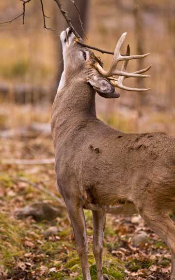 8pt Buck on a scrape