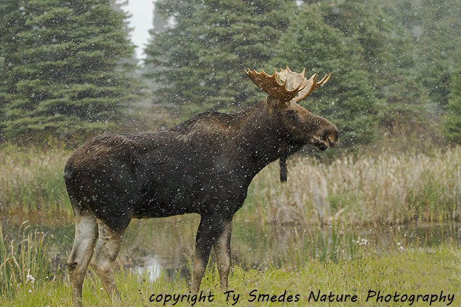 Canadian bull Moose in snow storm