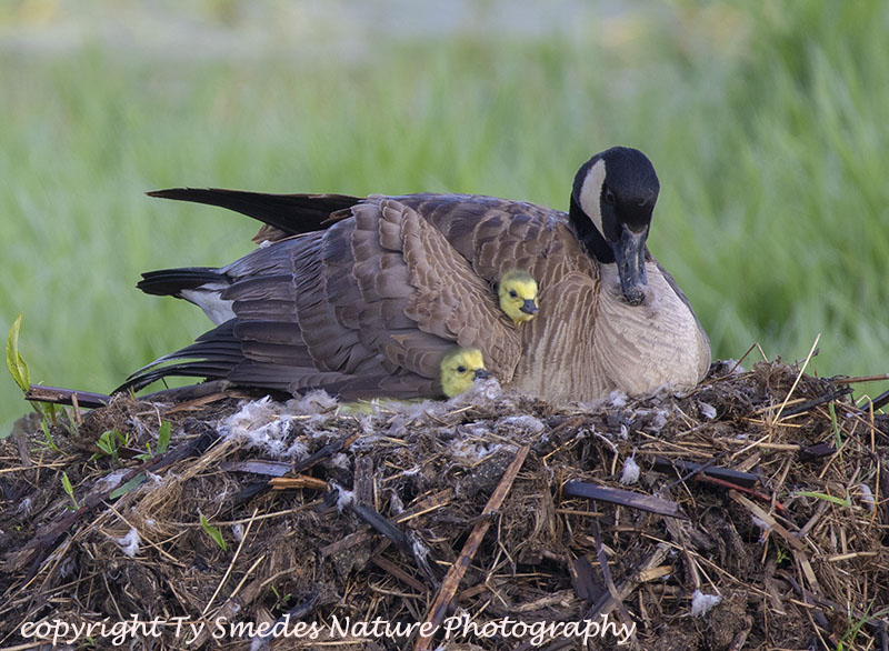 Canada Goose and Hatchlings