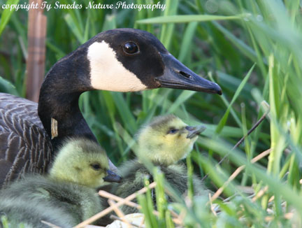 Canada Geese Hatching at Beaver Bottoms Wetland