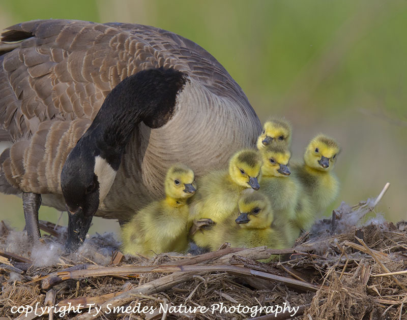 Six Canada goslings, ready to go