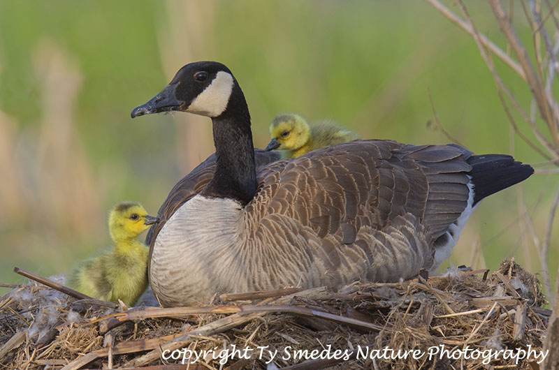 Canada Goose gosling on mom's back