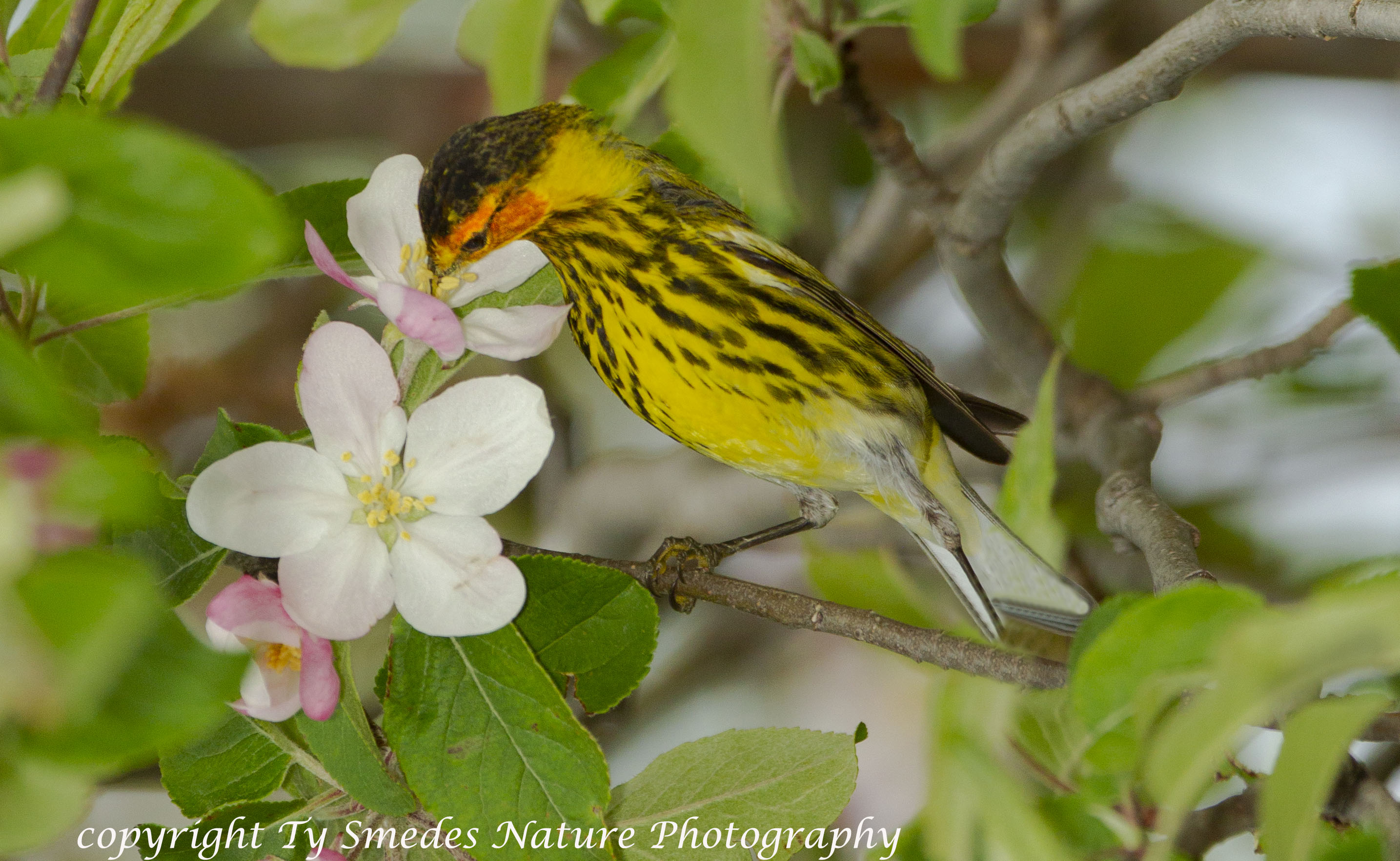 Cape May Warbler Nectaring on Apple Blossom