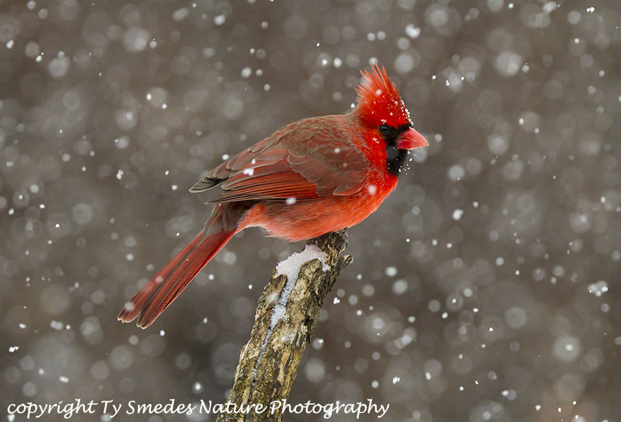 Northern Cardinal in Snow Storm