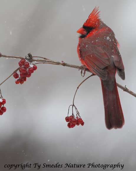 Male Cardinal in snow storm
