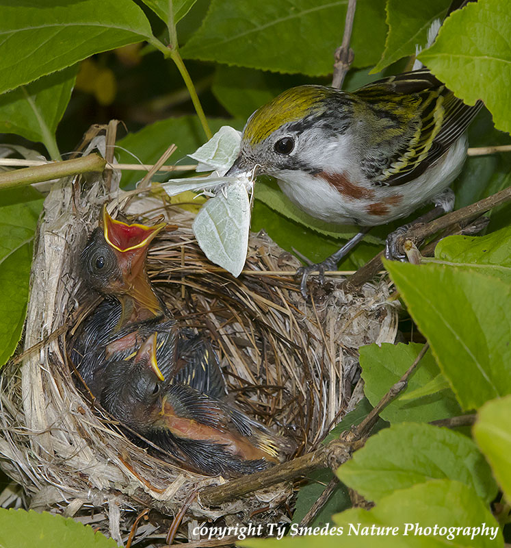 Female Chestnut-sided Warbler feeding a moth to a nestling