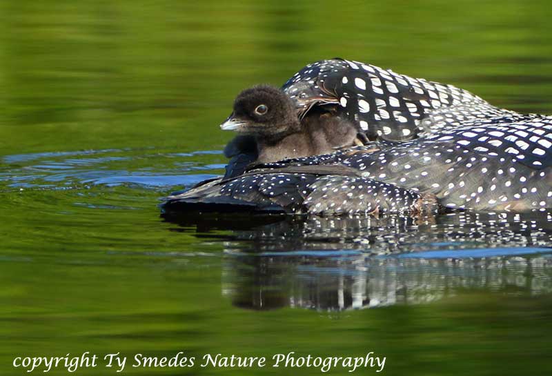 Female Common Loon with youngster on her back