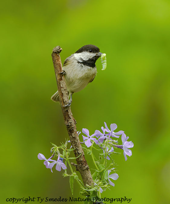 Chickadee and Worm