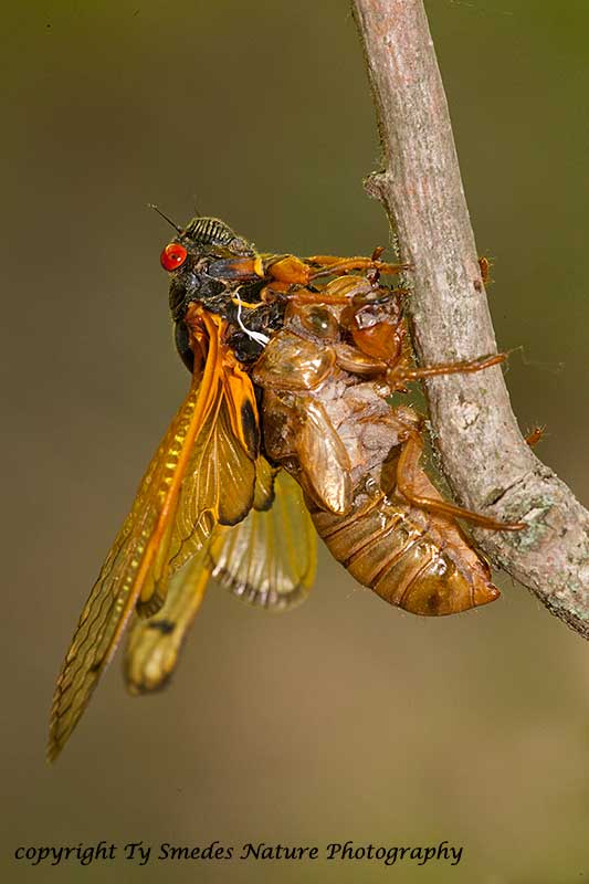 Periodic Cicada (17Yr) Emerging from Nymph