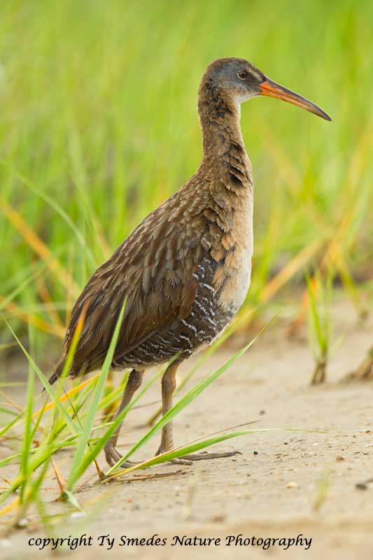 Clapper Rail