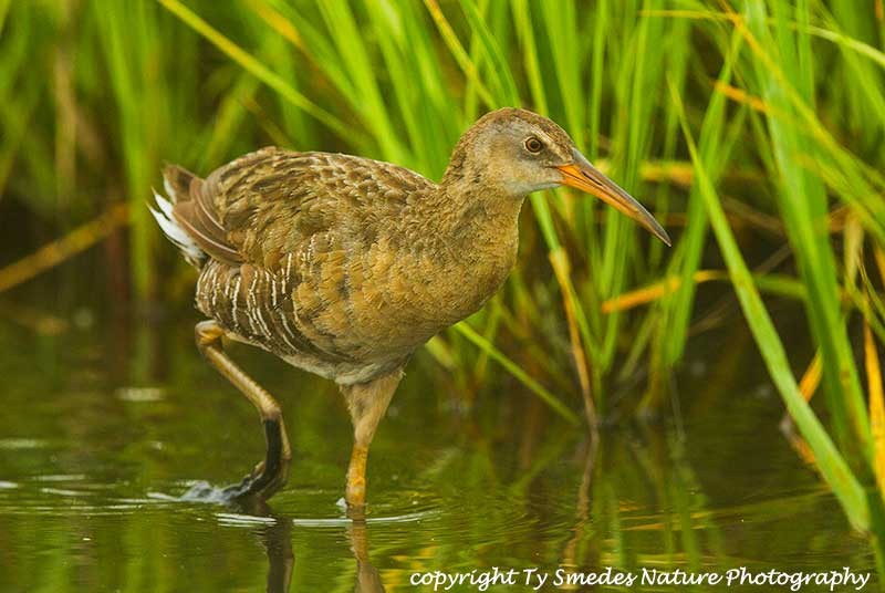 Clapper Rail