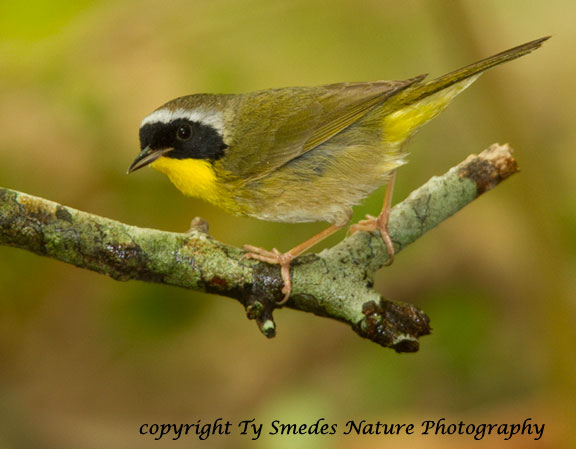 Common Yellowthroat Male