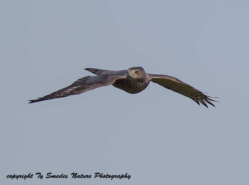 Cooper's Hawk (Adult)